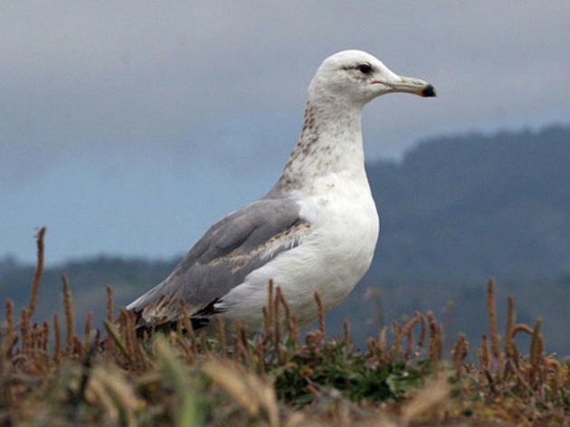 The miracle of the gulls