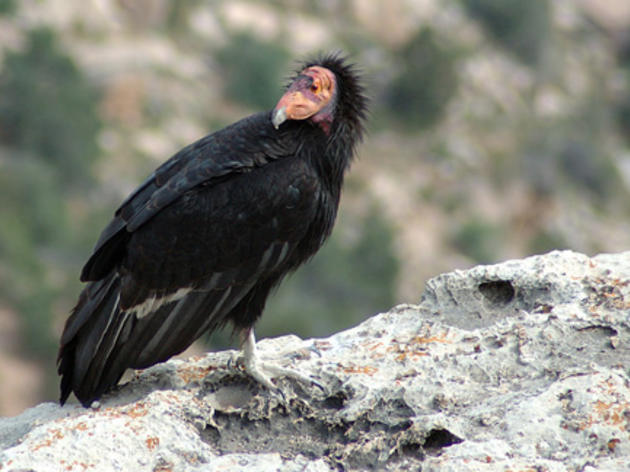 History of Audubon and the Condor