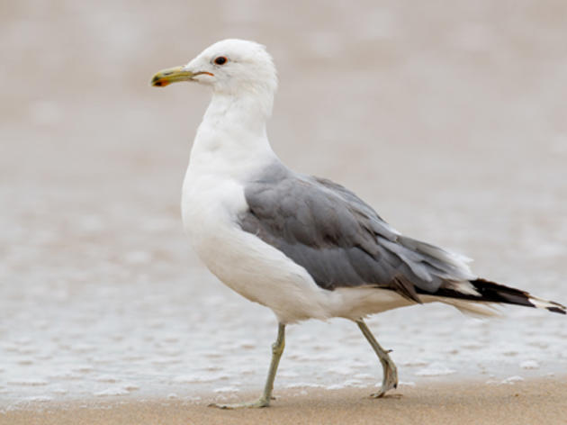 All about the California Gull