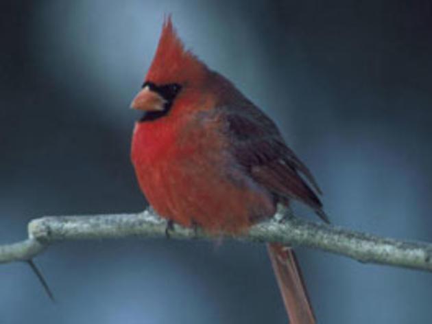 The Los Angeles Cardinal — Los Angeles Audubon Society