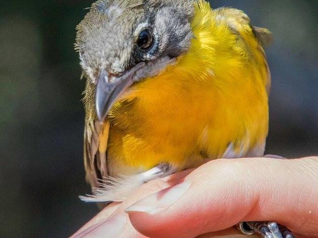 Yellow-breasted Chat banded at Starr Ranch Sanctuary