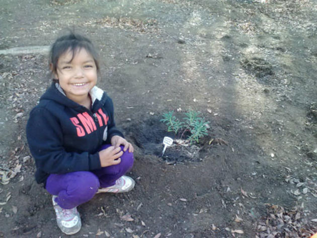 Planting native gardens at L.A. urban schools