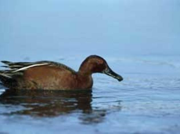 Audubon California supports proposed water legislation