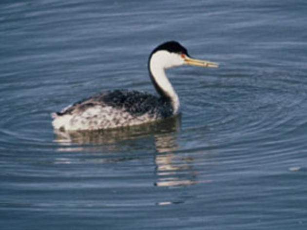 Audubon California receives major grant to protect nesting Western and Clark’s Grebes