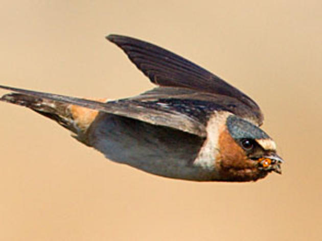 The Cliff Swallows of Capistrano