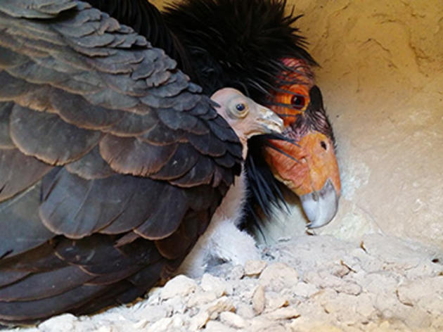First wild California Condor chick of 2015