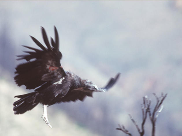 21 Condors being treated for lead poisoning at L.A. Zoo