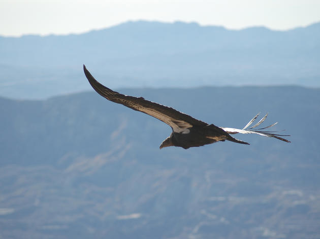 California Condor named 2011 Bird of the Year