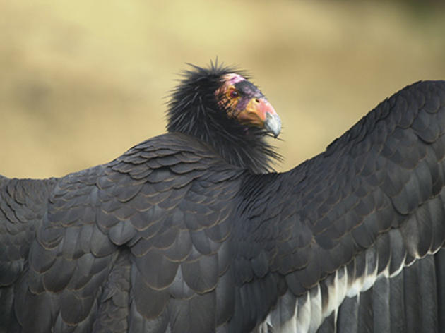 Continued high lead levels in condors prove the need for nonlead ammo requirement