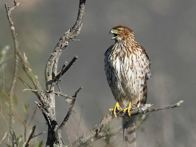 California State Senate passes groundbreaking legislation to require the use of non-lead ammunition in hunting