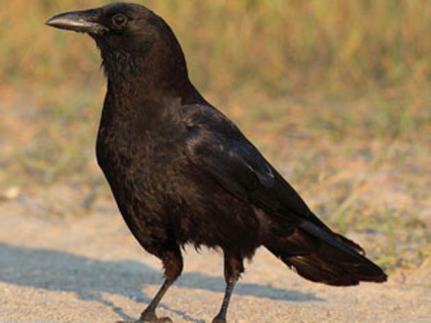 Crows continue to intrigue
