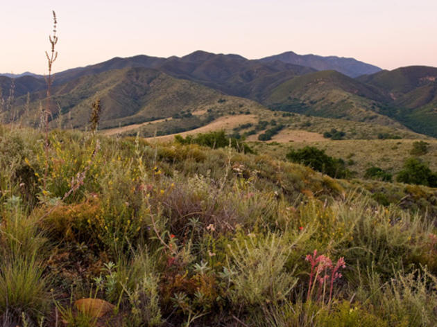 Rare coastal sage scrub habitat provides a home for threatened gnatcatcher and many other species