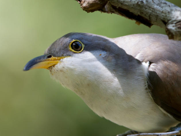 Critical habitat proposed for Western Yellow-billed Cuckoo