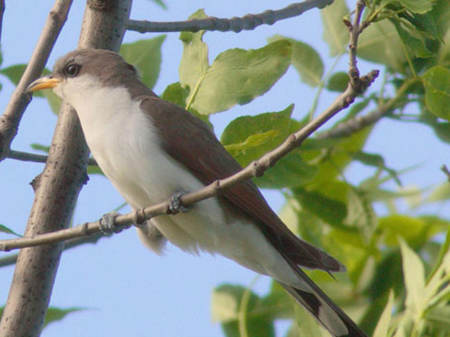 Western Yellow-billed Cuckoo listed as Threatened