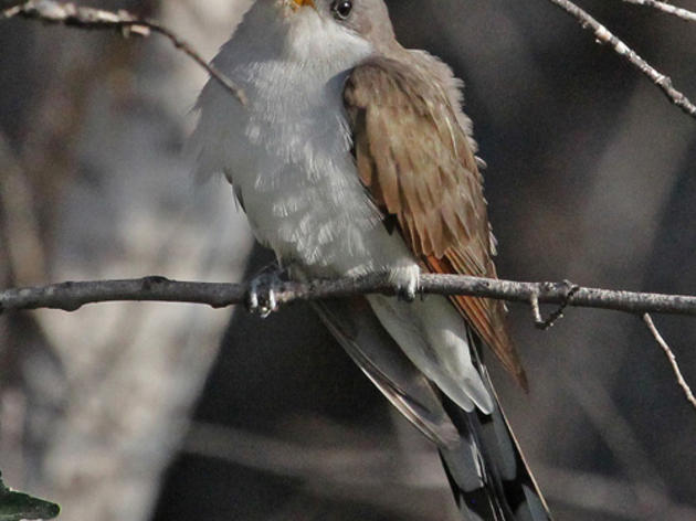 Western Yellow-billed Cuckoo proposed for endangered species listing