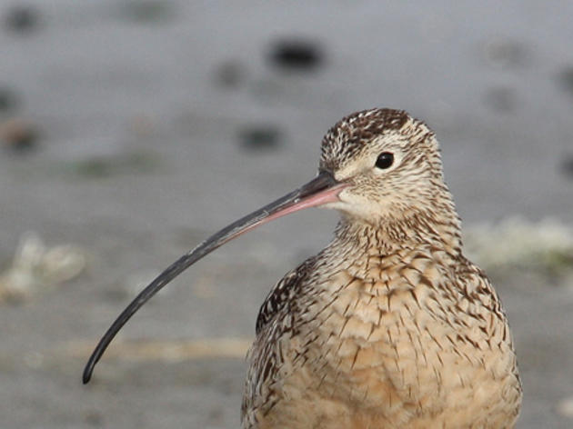 Federal State of the Birds report highlights work with California rice growers