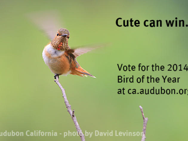 Last day to vote for 2014 Bird of the Year