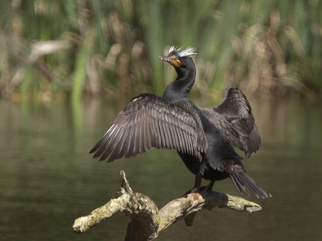 Oregon cormorant colony completely collapses amid Army Corps killing