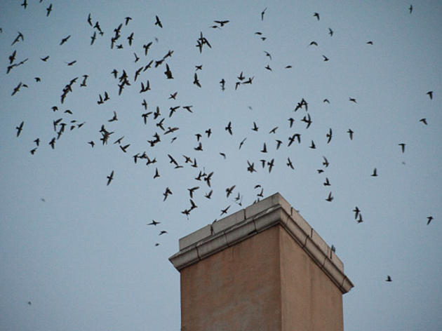 The disappearing habitats of the Vaux’s Swifts