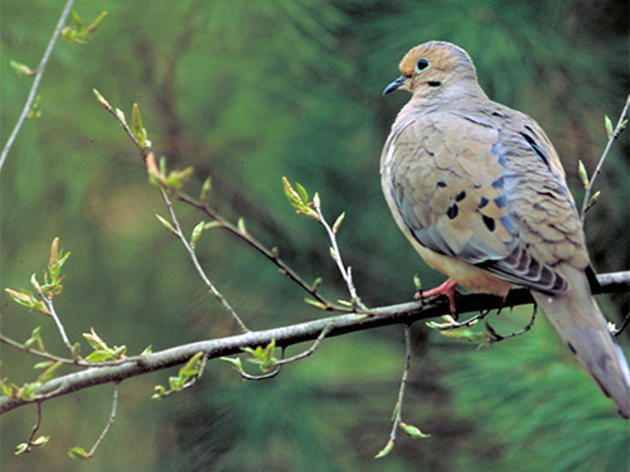 Regulating the use of lead ammunition to protect birds and people is nothing new. Just ask Texas, South Dakota and the 30 others states that currently do so.