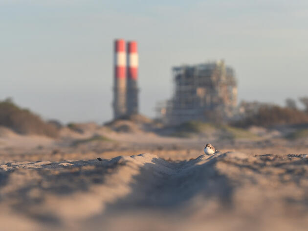 Hidden in the Sand: How Protecting the Snowy Plover Protects Us Too