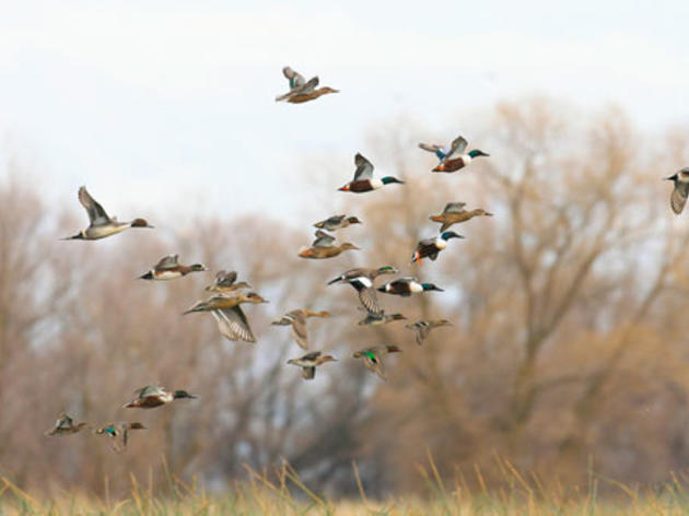 Proposed 'drought-response' language holds dangers for birds and wildlife