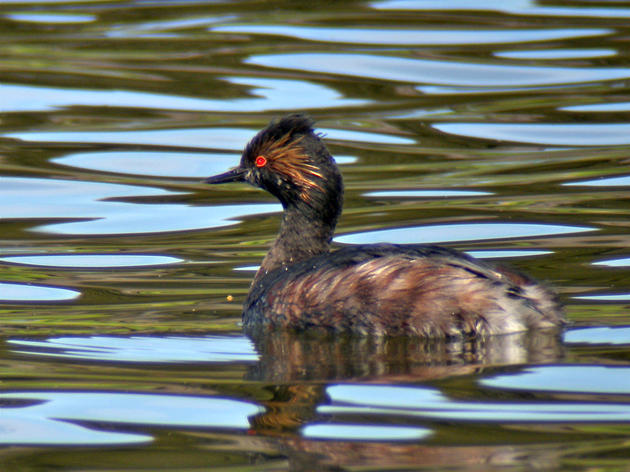 Where have all the Salton Sea's Eared Grebes gone?
