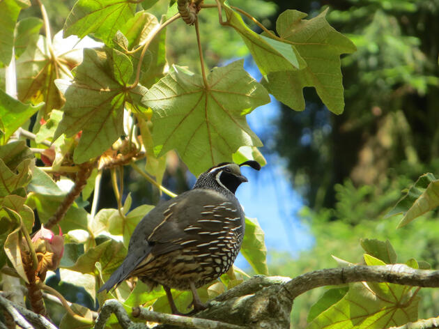 Bills to Save Birds: Audubon California’s Sponsored and Priority Bills 2023