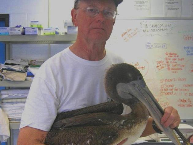Brown Pelicans getting help from Audubon network