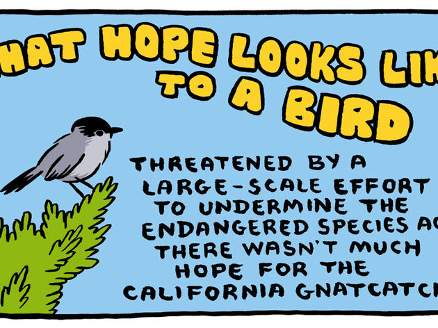 Coastal California Gnatcatcher saga in a cartoon