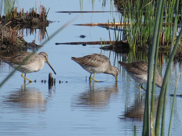 Reflecting on Shorebirds, Drought, and the Central Valley 