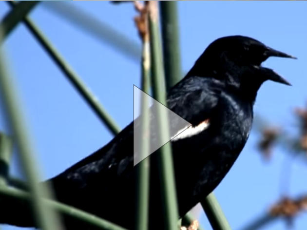 Protecting California's Tricolored Blackbird