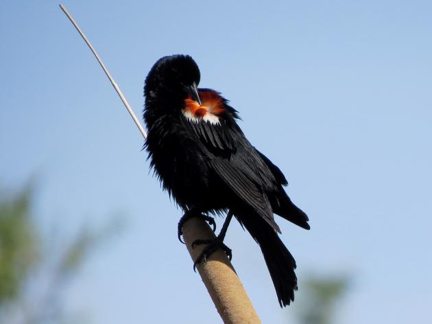 The small town of Newberry Springs—right off Historic Route 66—is home to more than 700 Tricolored Blackbirds