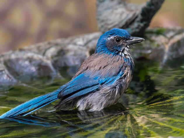Audubon California Urges Backyard Birders to Empty Bird Baths and Feeders as Avian Flu Spreads