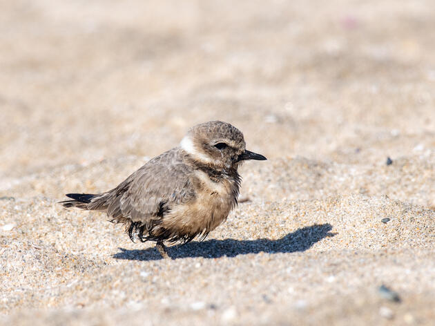 Huntington Beach Oil Spill Fouls Beaches Home to Federally Threatened Snowy Plovers