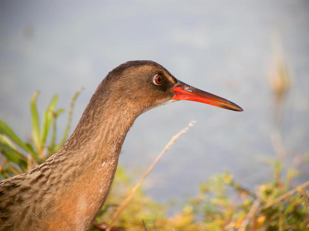 400-acres of important bird habitat restored in San Pablo Bay