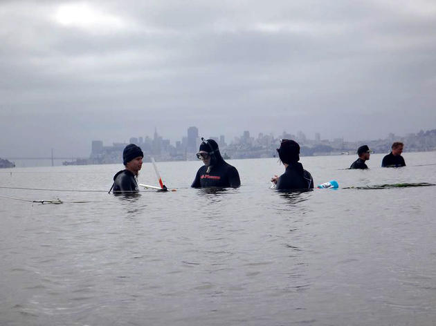 Restoration of eelgrass continues in San Francisco Bay
