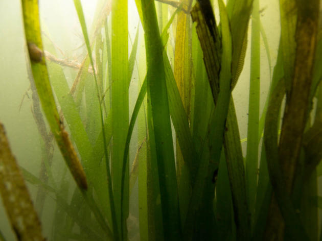 Underwater meadows in San Francisco Bay