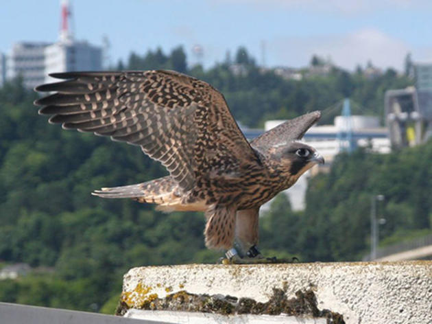 The return of Peregrine Falcons to Portland