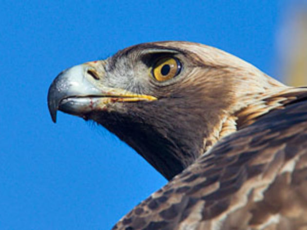 Oregon wind development will mark an important turning point for wind power and bird conservation 