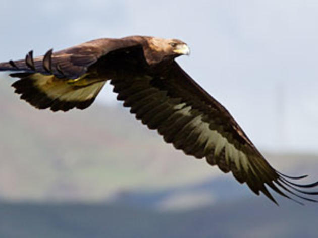 Two more Golden Eagles found dead at Tahachapi wind farm