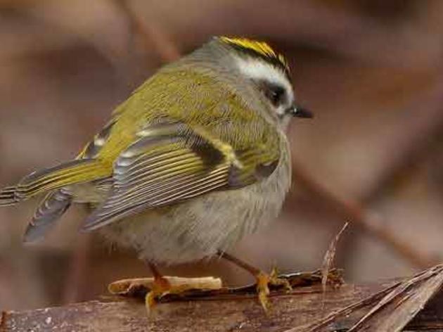 Kern Audubon Society spreads the word about global warming and birds