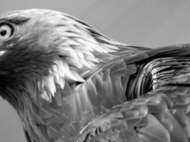 Speak up for eagles in Sacramento, July 22