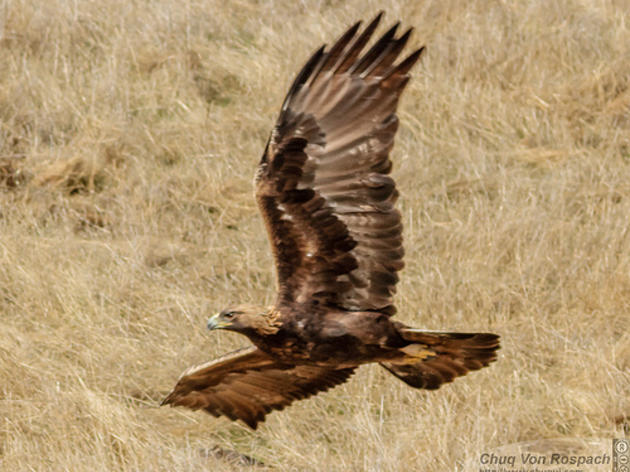 Top 10 reasons to vote for Bird of the Year