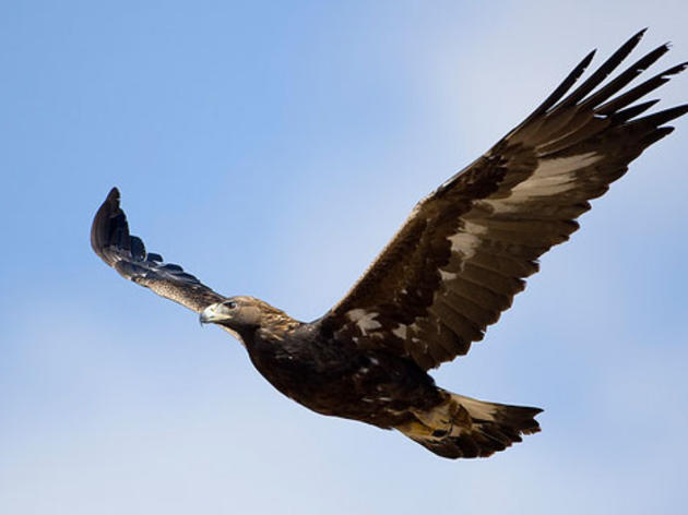 California wind energy project set to receive fed permit allowing eagle deaths