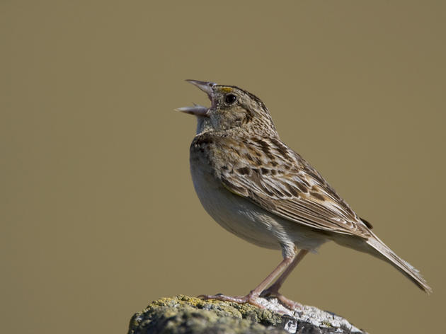 Looking into the effects on birds from the massive Aliso Canyon gas leak