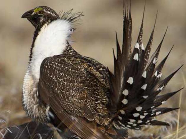 California/Nevada population of Greater Sage-Grouse nominated for Endangered Species protection