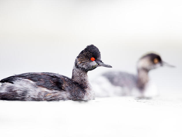 California Voters Said Yes to Prop 4, a Win for Birds, People, and Our Shared Future!