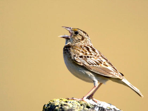 Yolo County restoration project brings back Grasshopper Sparrows