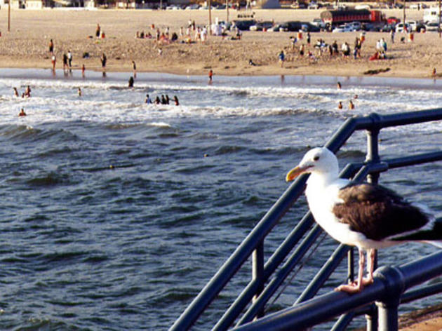 Los Angeles leads all U.S. counties in nationwide bird count